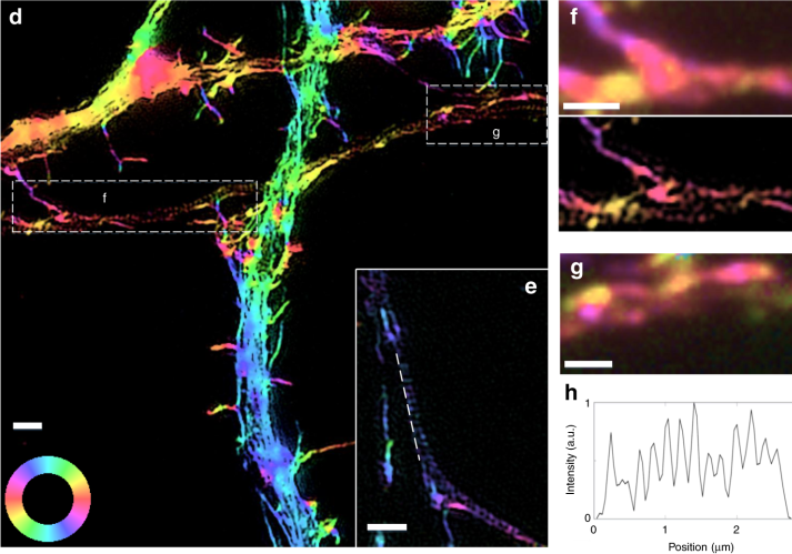 通過(guò)偏振光結(jié)構(gòu)光顯微鏡對(duì)熒光偶極子進(jìn)行超分辨率成像的研究