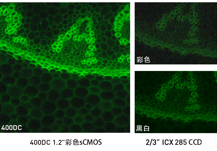 熒光成像系統如何配置科學相機，黑白還是彩色？